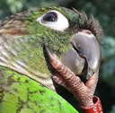 Thinkinggreenbirb Discord emoji