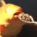 pellet pellet