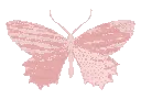p_butterfly02