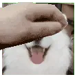 petluci