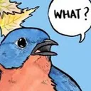 Confusedbirb