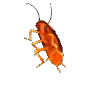 rgbroach