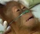 monkeydying