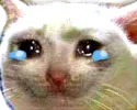 catcry