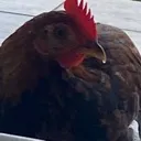 C_Chicken