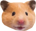 FThampter