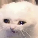 sadcat sadcat