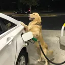 gasdog2