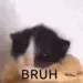thetinytinybruhcat