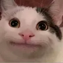 P_beluga