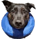 Echo Echo
