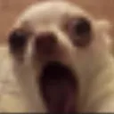 DogShocked DogShocked
