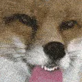 foxLick