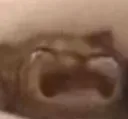 pusang_cry pusang_cry