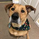 doggo doggo
