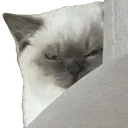 PeekCat PeekCat
