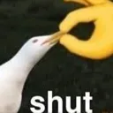 shut