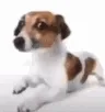 WhatTheDogDoin