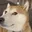 dogeweird dogeweird