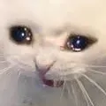 cryingcat cryingcat