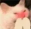A Cat Discord Emoji