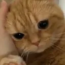 ma_ggatinhotriste