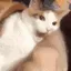 CatBite CatBite