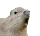 Capyscreama