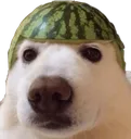 AB_watermelondoggo AB_watermelondoggo