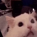 cat_aaaaa cat_aaaaa