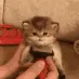 CE_CatBrush