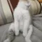 CE_CatDed CE_CatDed