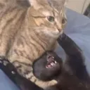 CE_CatChoke CE_CatChoke