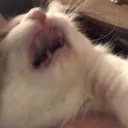 CE_inPain3 CE_inPain3