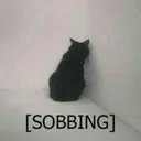 CE_CatSobbing CE_CatSobbing