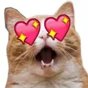 hearteyescat