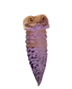 woahworm Discord emoji