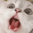 gBKCatScreaming