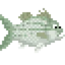 Bass Bass