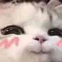 BHVBlush
