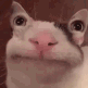 blarbcat