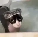 catcat