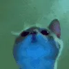 catrave