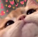 heartcat1