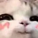 catBlush catBlush