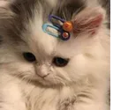 sad_cat