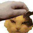 petcatto