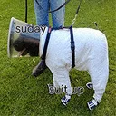 Suday