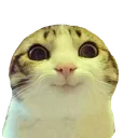 cat_smile cat_smile