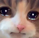 kitty_sad Discord Emoji